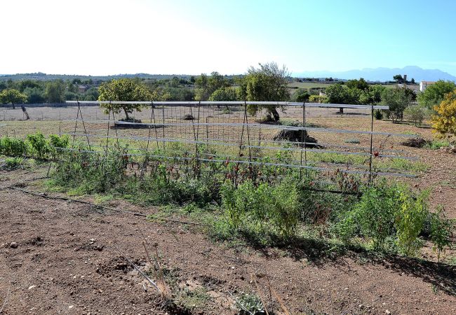 Country house in Santa Margalida - 054 Finca Es Bosquerró ETV/5362 by Mallorca Charme Country house in Santa Margalida - 054 Finca Es Bosquerró ETV/5362 by Mallorca Charme