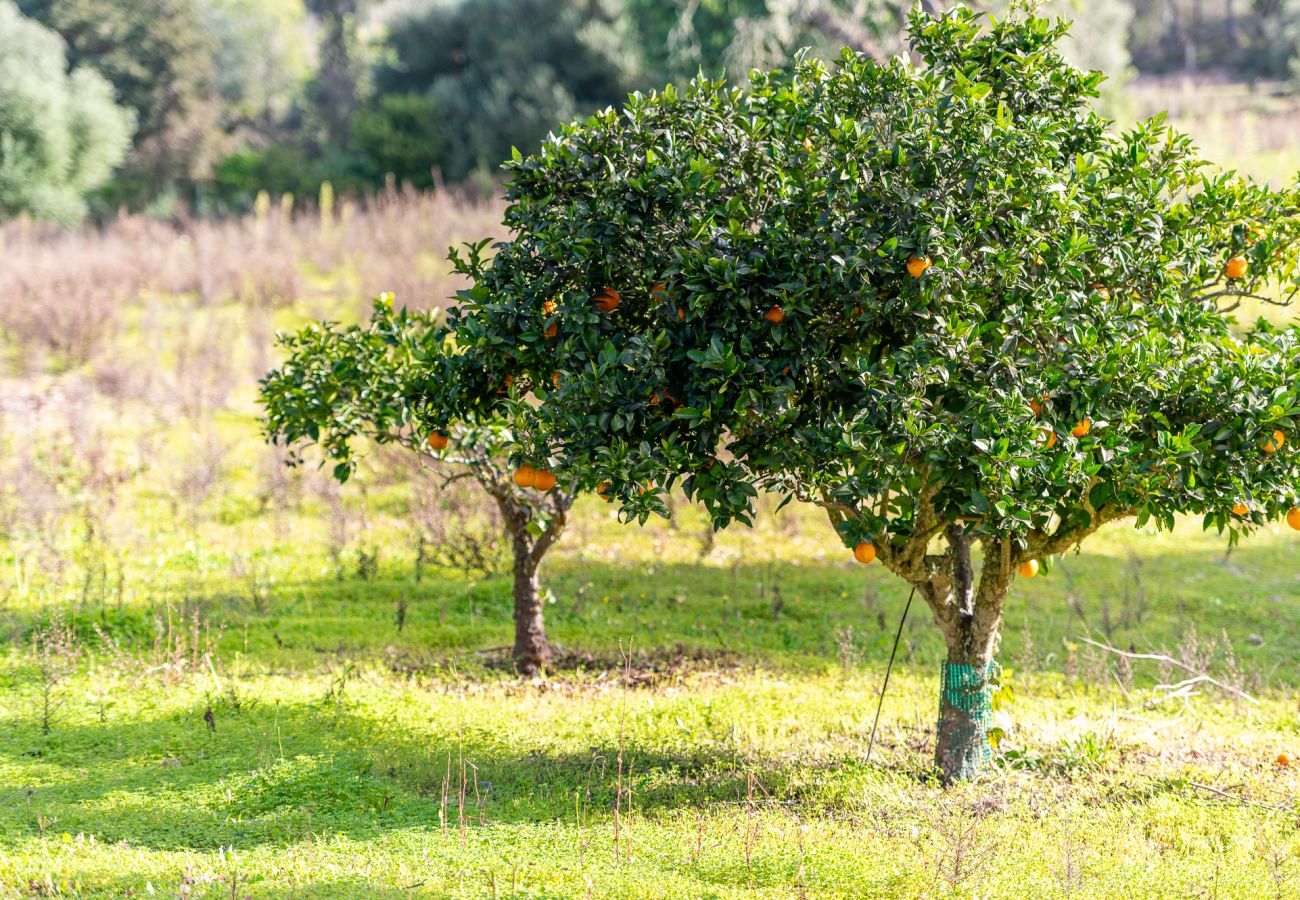 House in Felanitx - Finca Binifarda by Mallorca House Rent