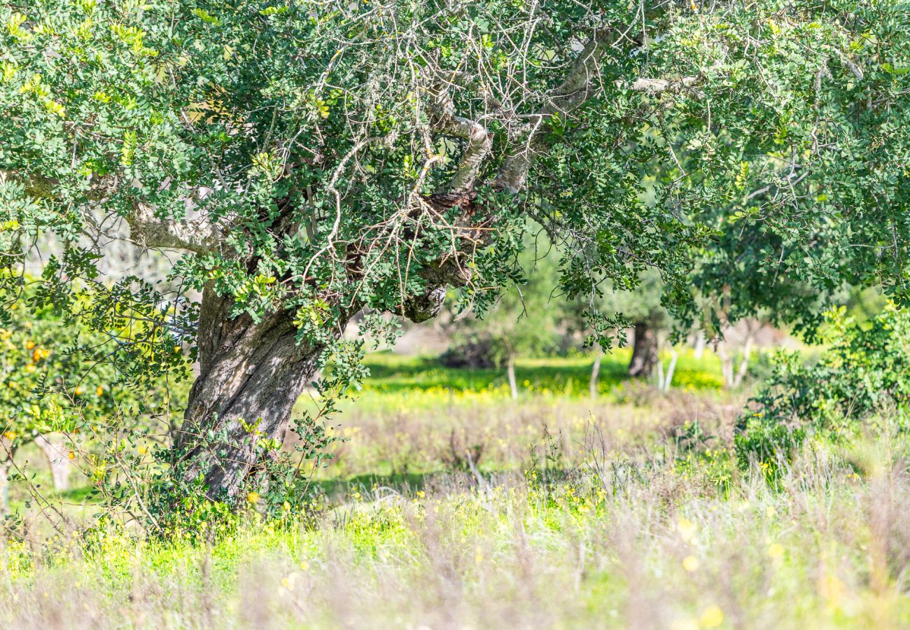 House in Felanitx - Finca Binifarda by Mallorca House Rent